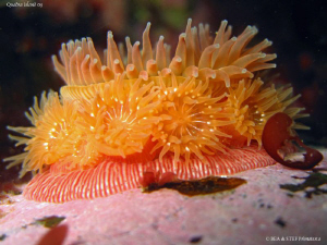 Proliferating anemone with juveniles on the column. Quadr... by Bea & Stef Primatesta 